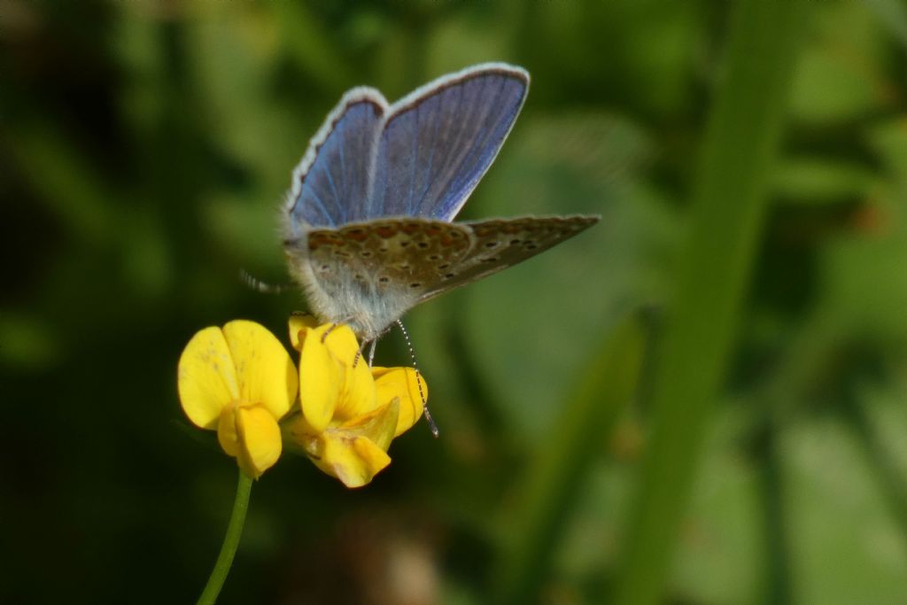 Lycaenidae:  Polyommatus icarus, maschio