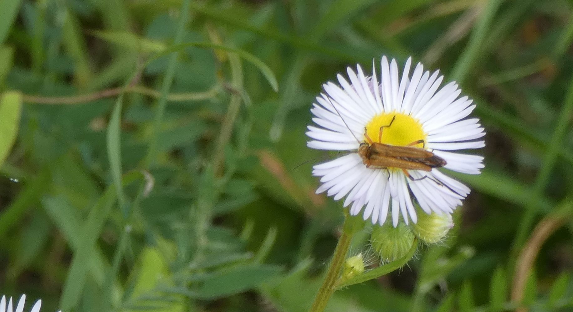 Oedemeridae: femmina di Oedemera podagrariae