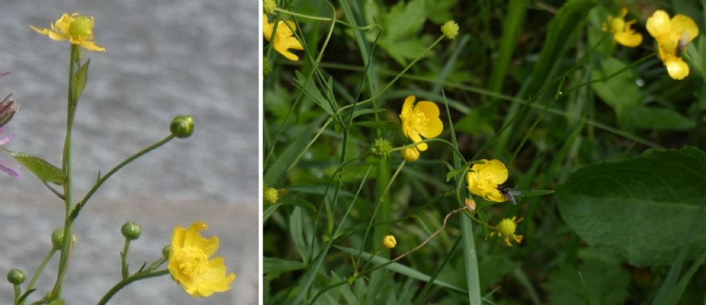 Quale ranuncolo ?   Ranunculus acris