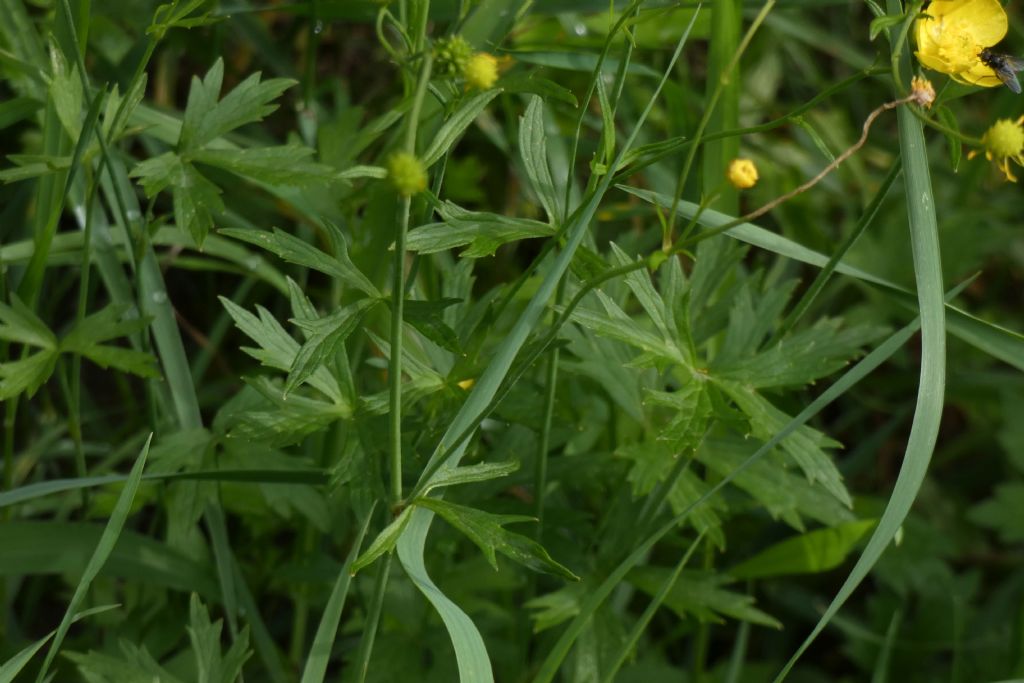 Quale ranuncolo ?   Ranunculus acris