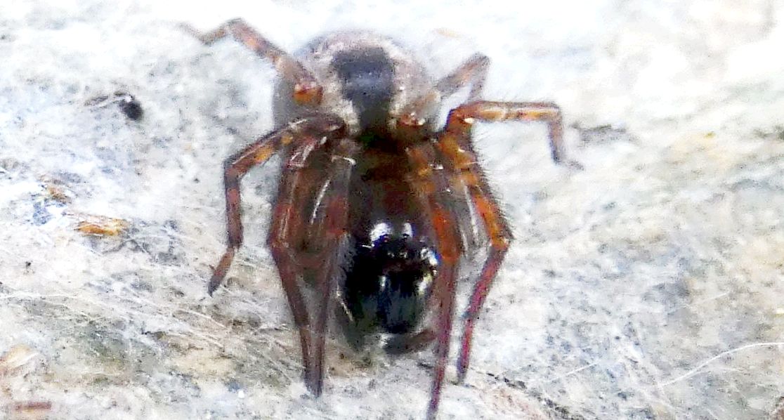 Amaurobius cf. fenestralis - Campo Moro (Valmalenco - SO)