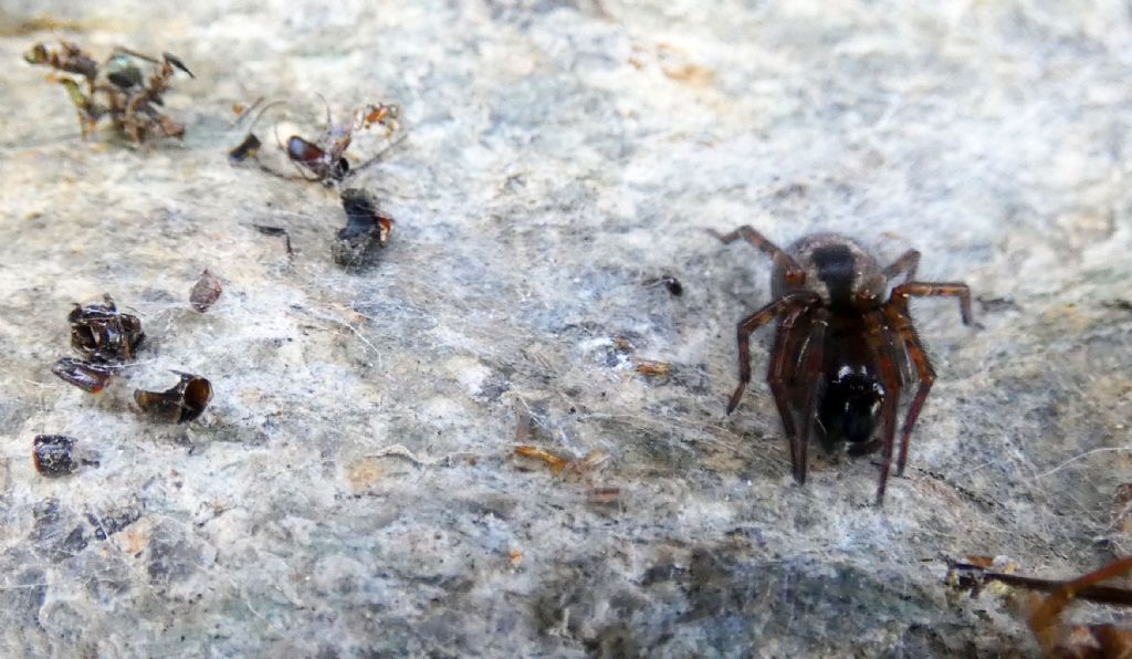 Amaurobius cf. fenestralis - Campo Moro (Valmalenco - SO)