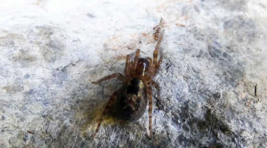 Amaurobius cf. fenestralis - Campo Moro (Valmalenco - SO)