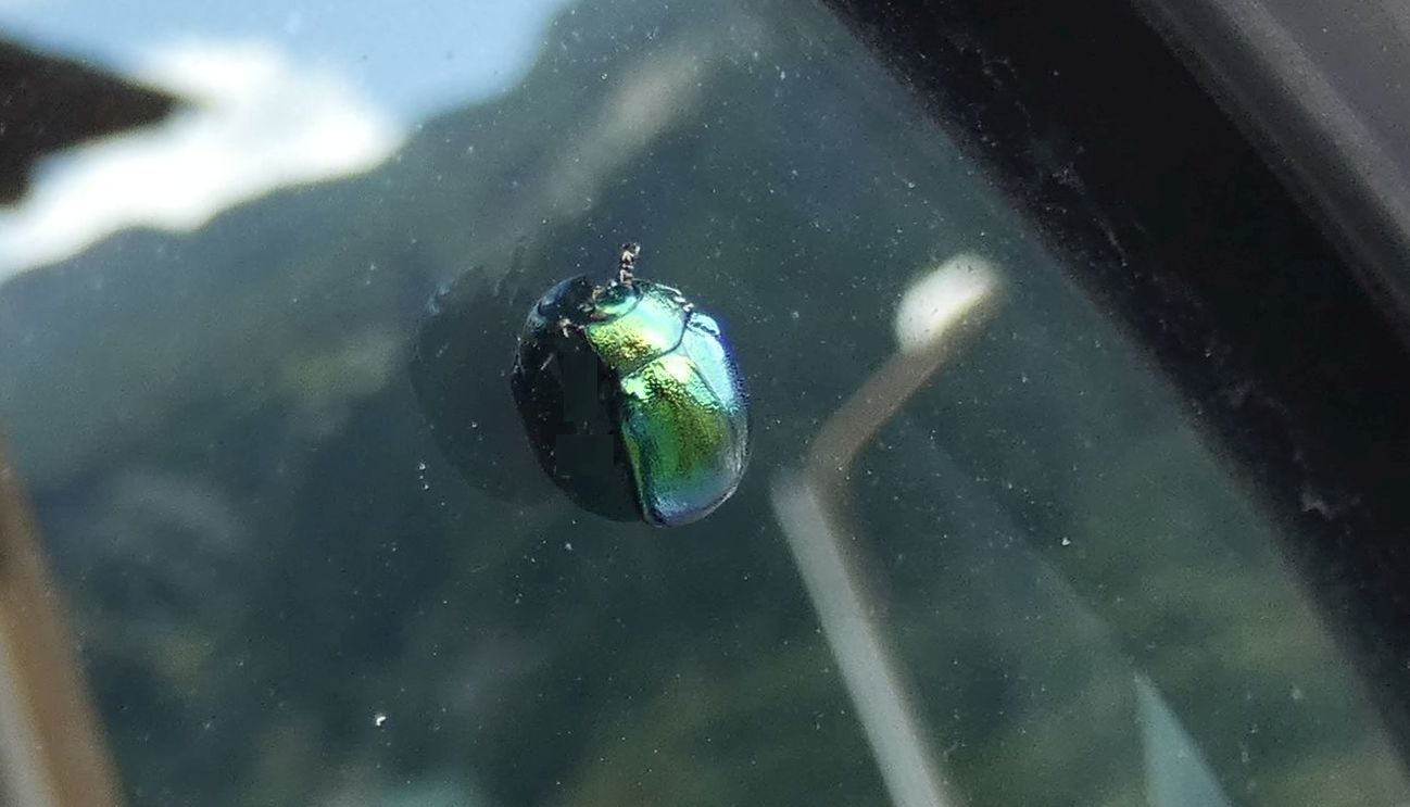 Chrysomelidae: Plagiosterna (= Linaeidea) aenea