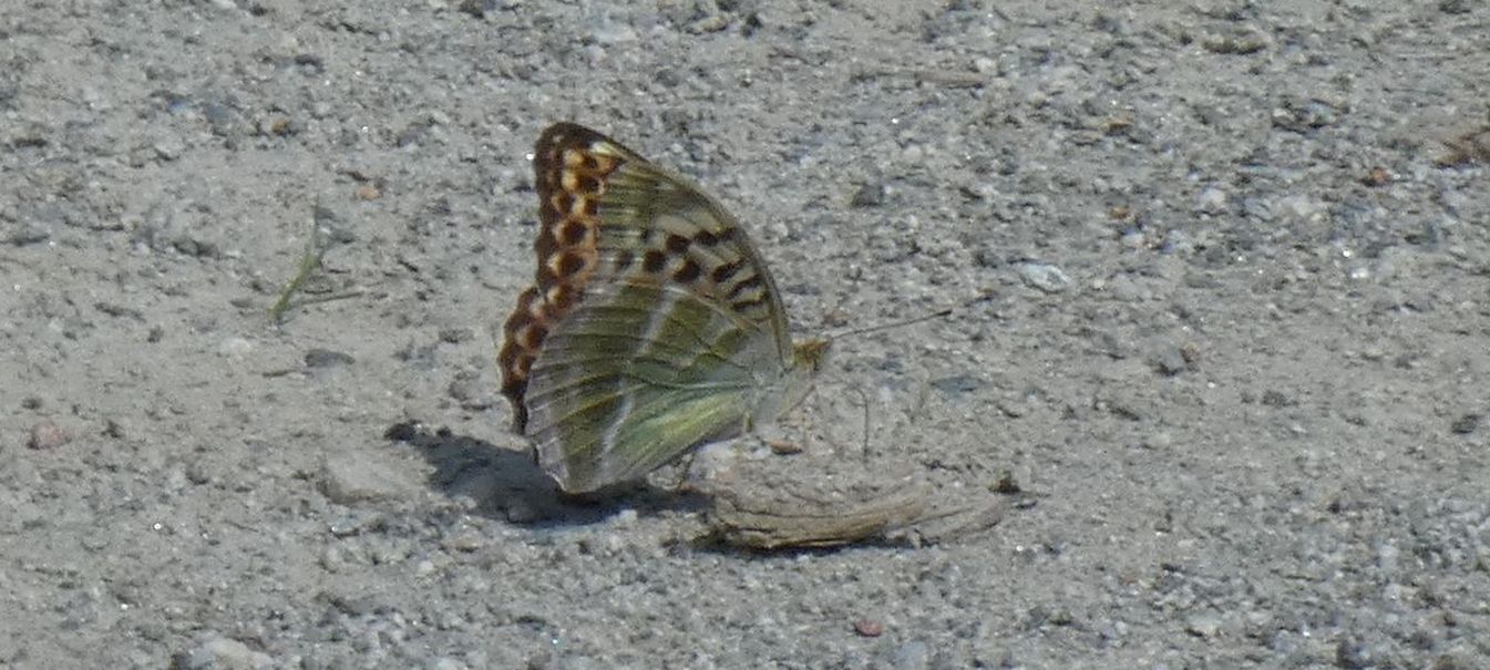 Nymphalidae: Argynnis paphia f. valesina, femmina