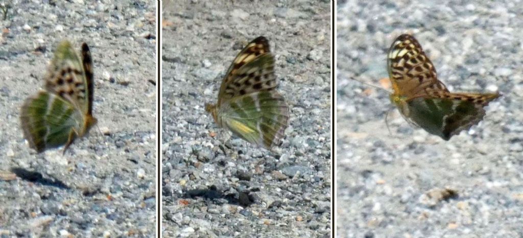 Nymphalidae: Argynnis paphia f. valesina, femmina