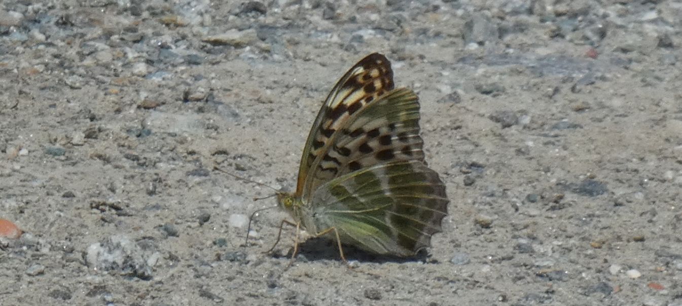 Nymphalidae: Argynnis paphia f. valesina, femmina