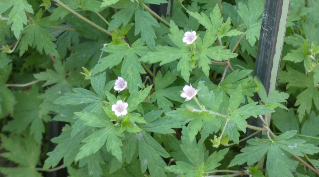 Geranium sibiricum