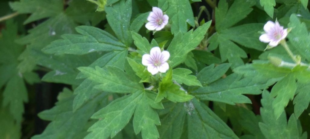 Geranium sibiricum