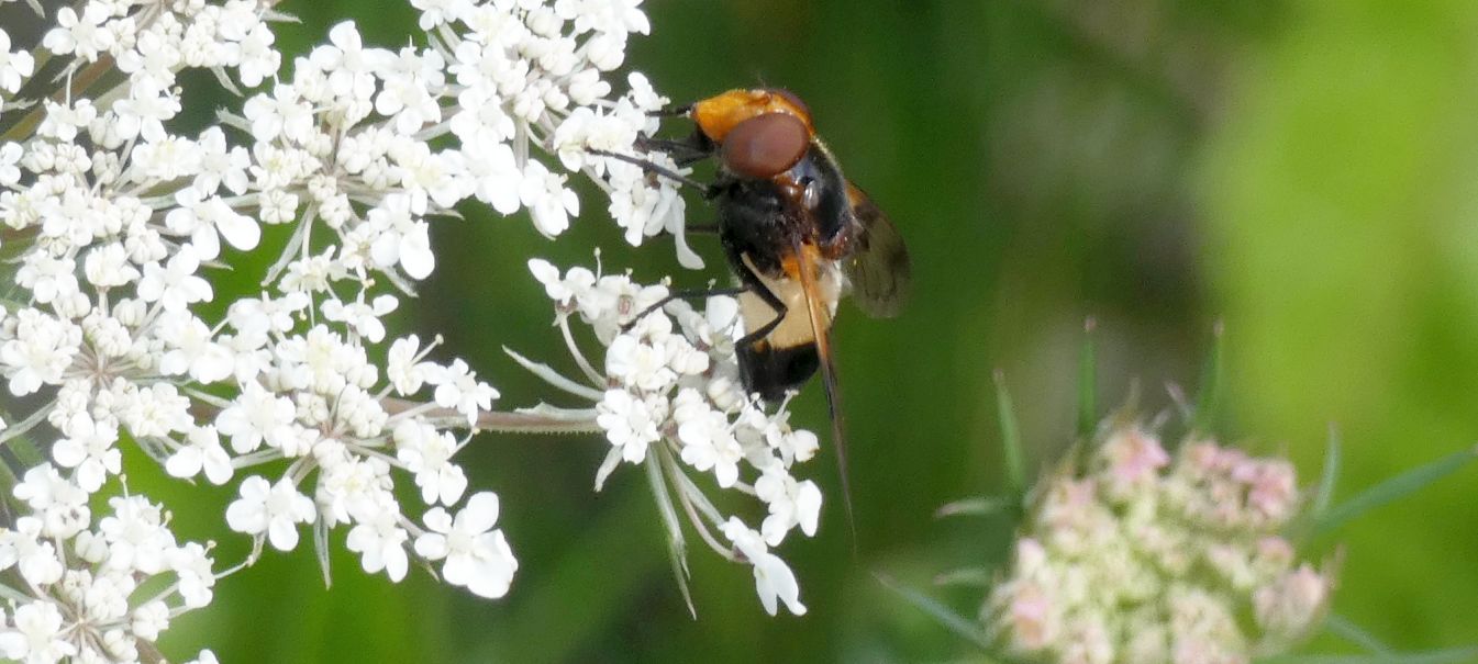 Syrphidae: Volucella pellucens, femmina