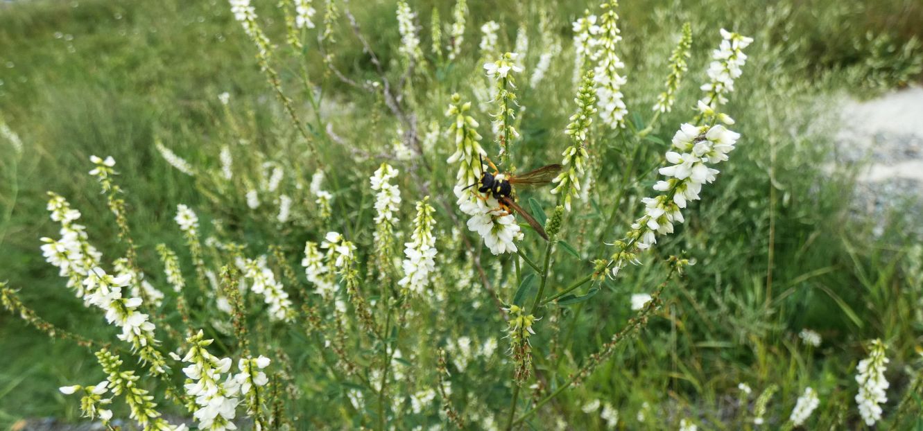 Trigonella alba?  S