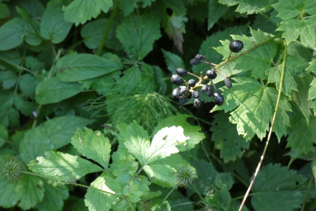 Bacche di ... Actaea spicata. (Ranunculaceae)