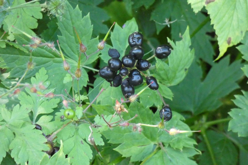 Bacche di ... Actaea spicata. (Ranunculaceae)