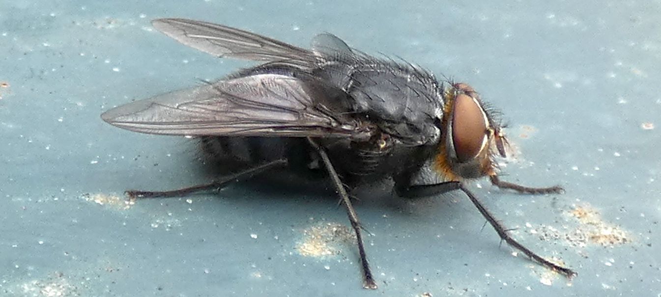 Calliphoridae: Calliphora vicina