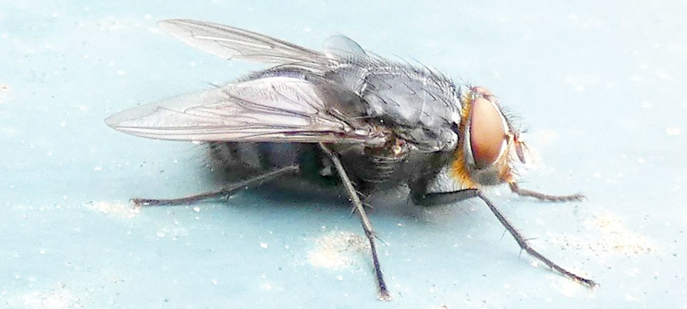 Calliphoridae: Calliphora vicina