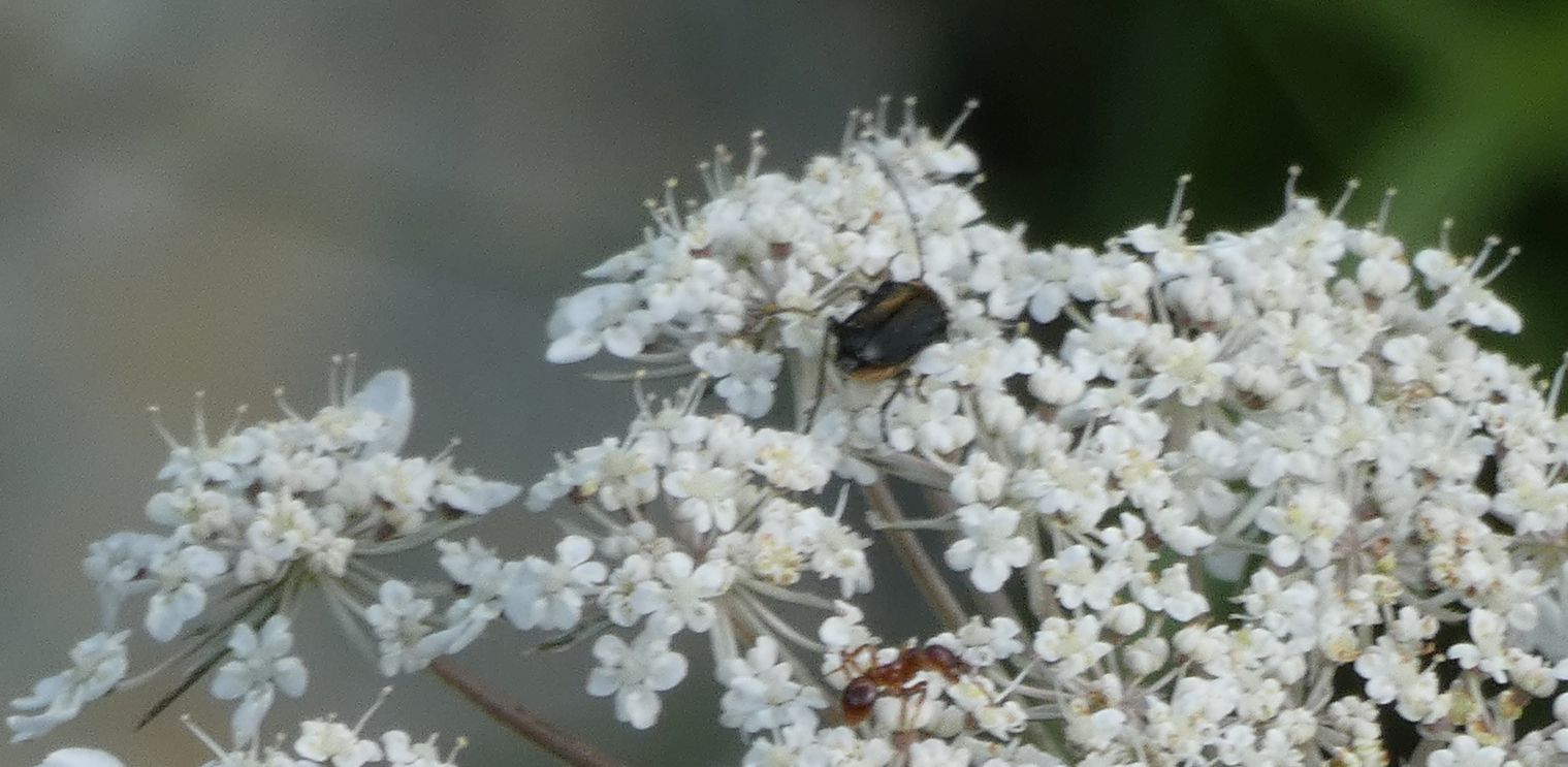 forse Oedemeridae: forse Anogcodes sp., femmina