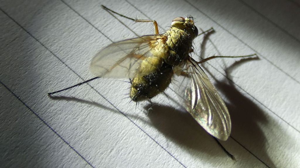 Tachinidae: Prosena siberita