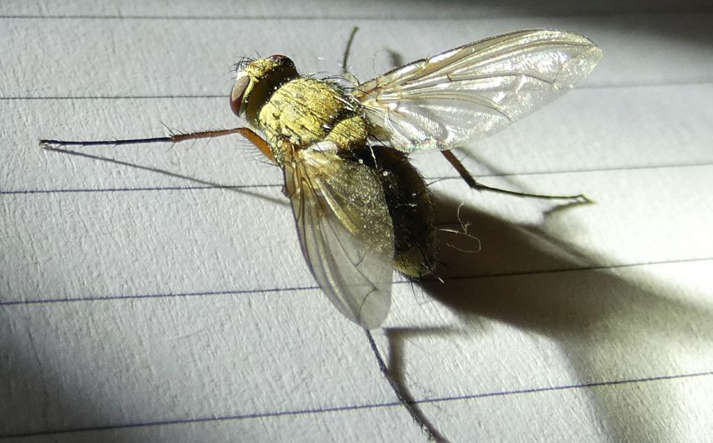 Tachinidae: Prosena siberita