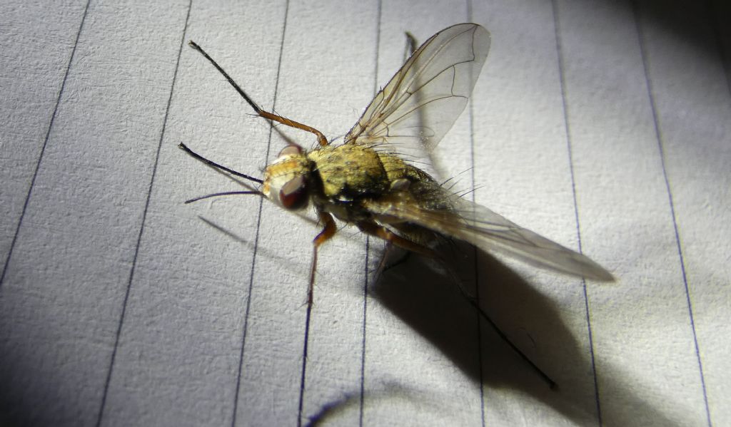 Tachinidae: Prosena siberita