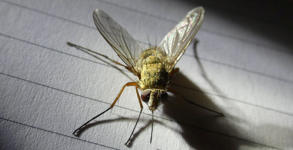 Tachinidae: Prosena siberita