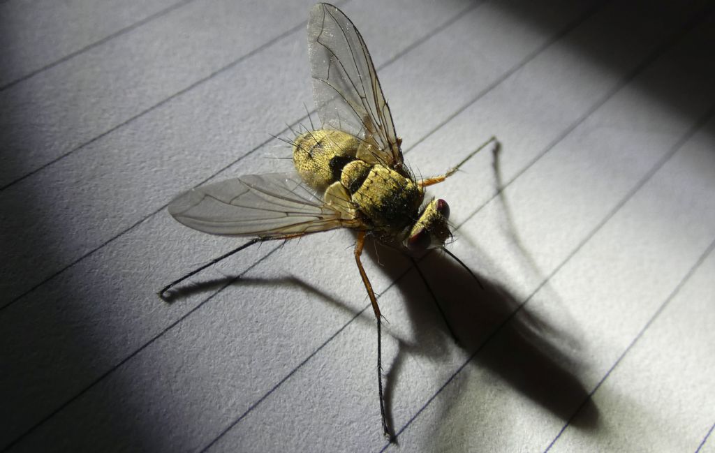 Tachinidae: Prosena siberita