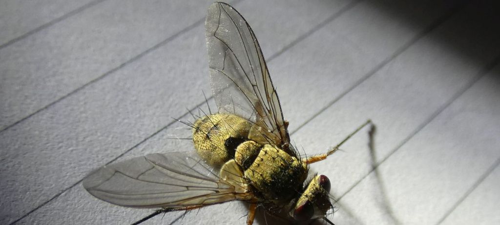 Tachinidae: Prosena siberita