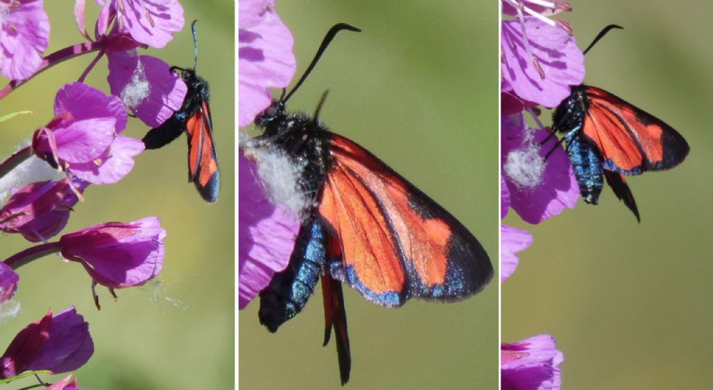 Zygaena filipendulae entrambe? No,  Zygaena transalpina