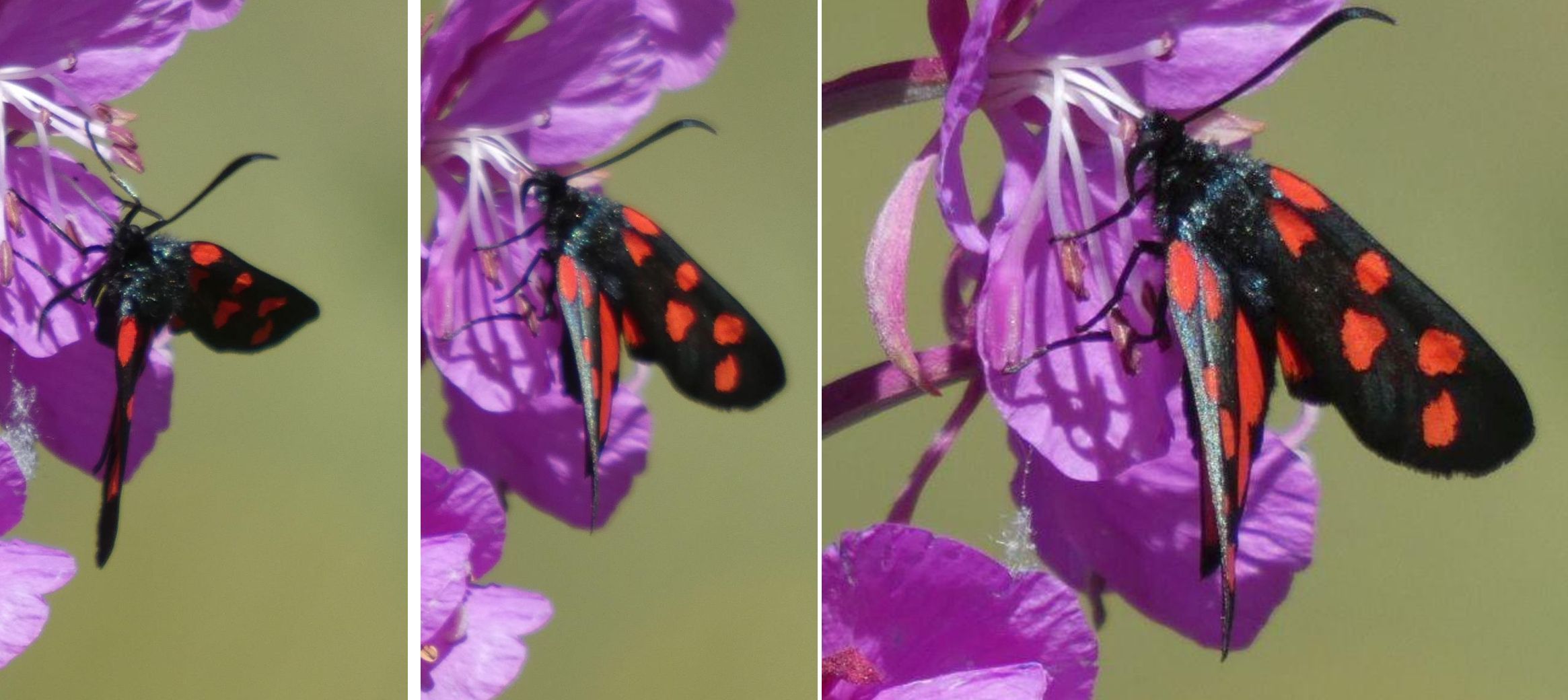 Zygaena filipendulae entrambe? No,  Zygaena transalpina