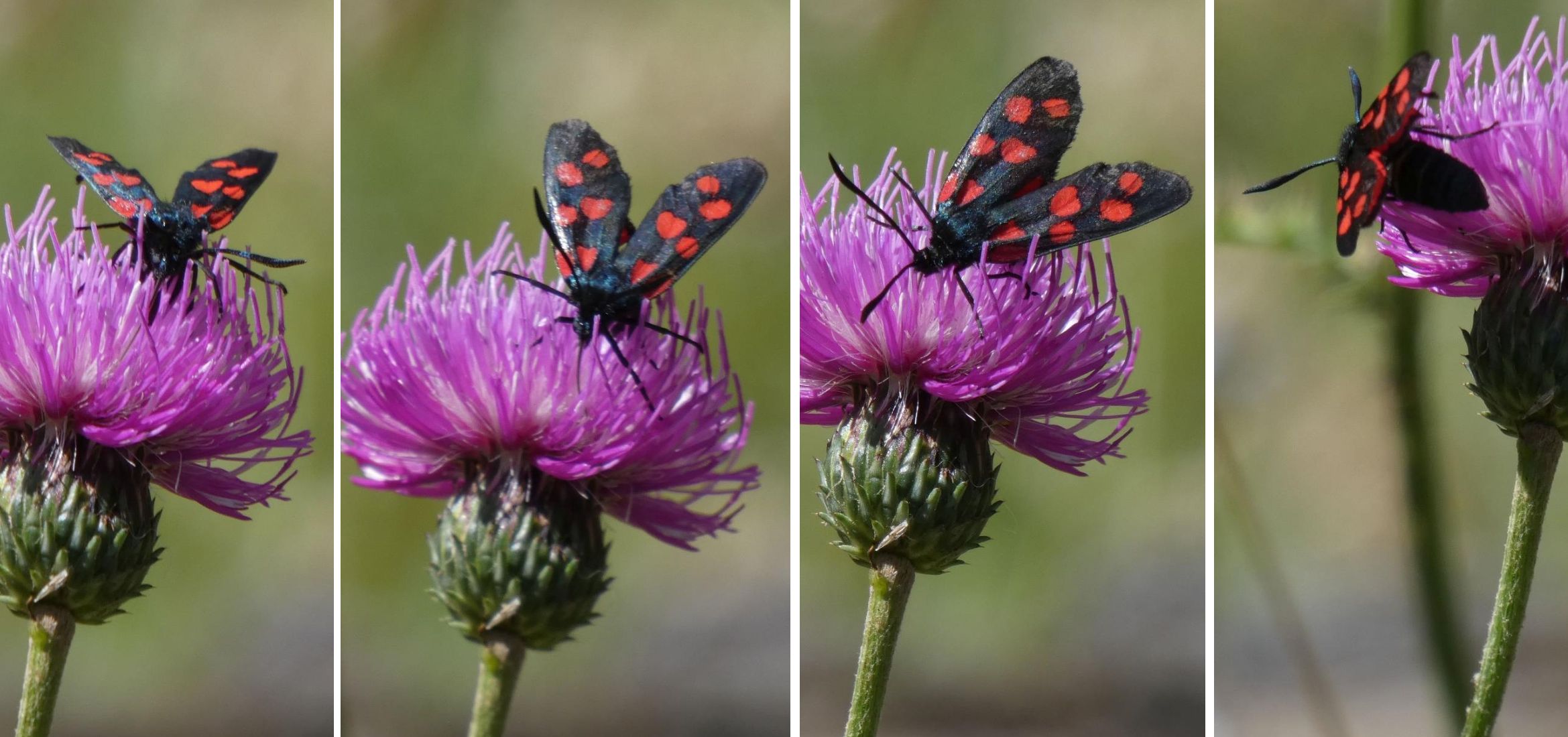 Zygaena filipendulae entrambe? No,  Zygaena transalpina