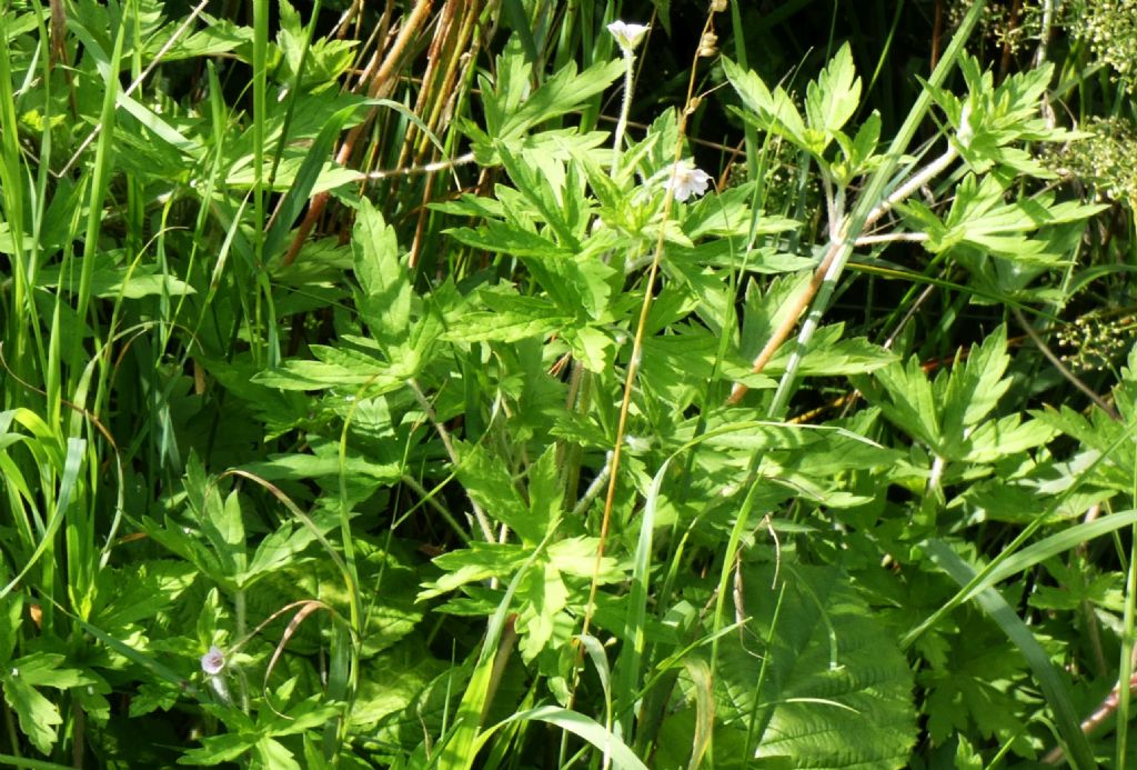 Geranium sibiricum