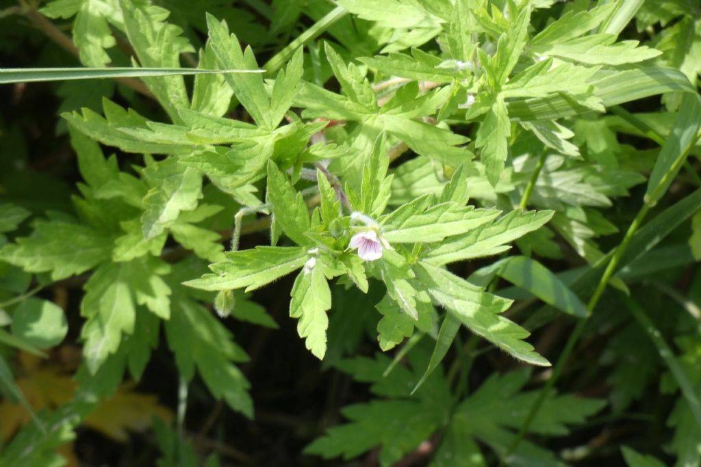 Geranium sibiricum