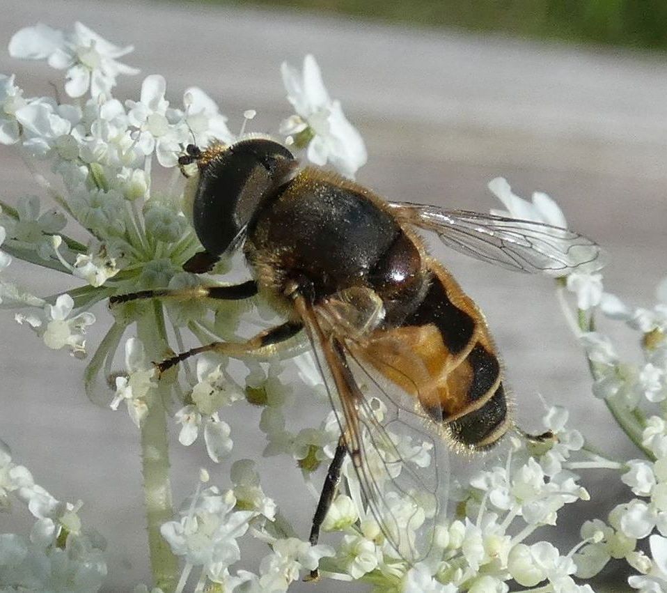 Syrphidae: Eristalis arbustorum, maschio