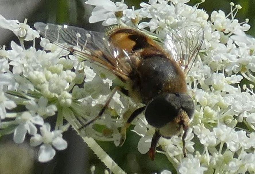 Syrphidae: Eristalis arbustorum, maschio