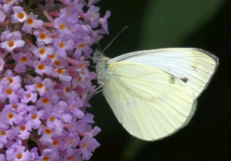 Pieris napi? S