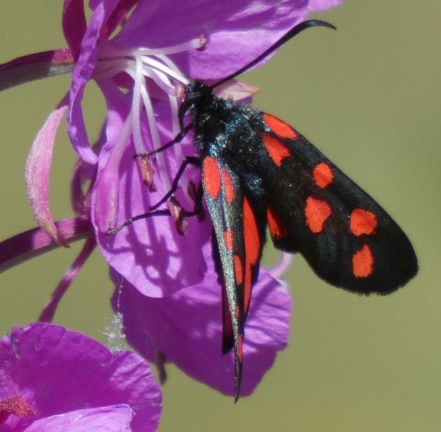 Zygaena filipendulae entrambe? No,  Zygaena transalpina