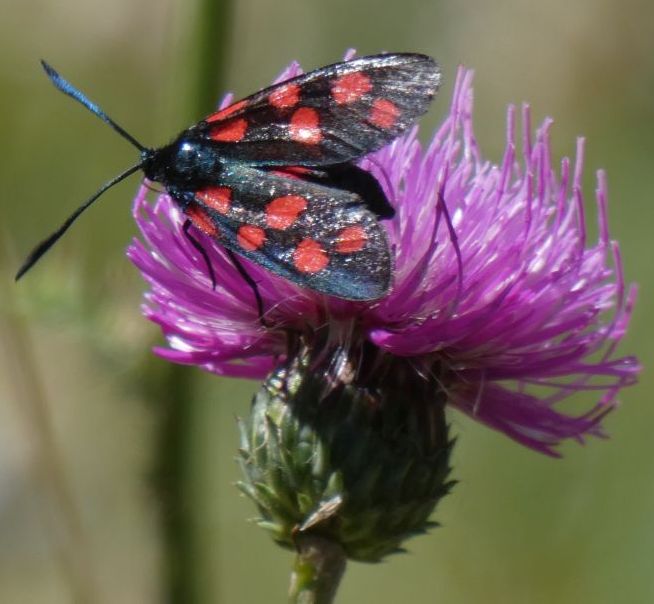 Zygaena filipendulae entrambe? No,  Zygaena transalpina