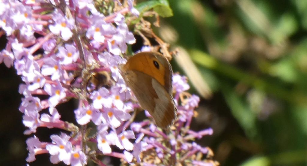 Maniola jurtina (Nymphalidae Satyrinae) ? S