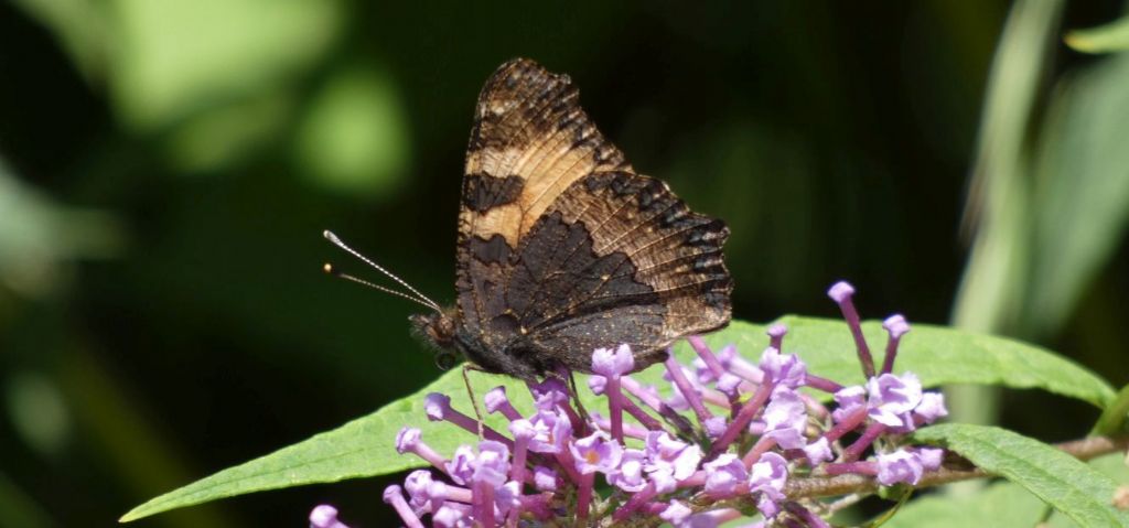 Vanessa dell''ortica / Aglais urticae (Nymphalidae)