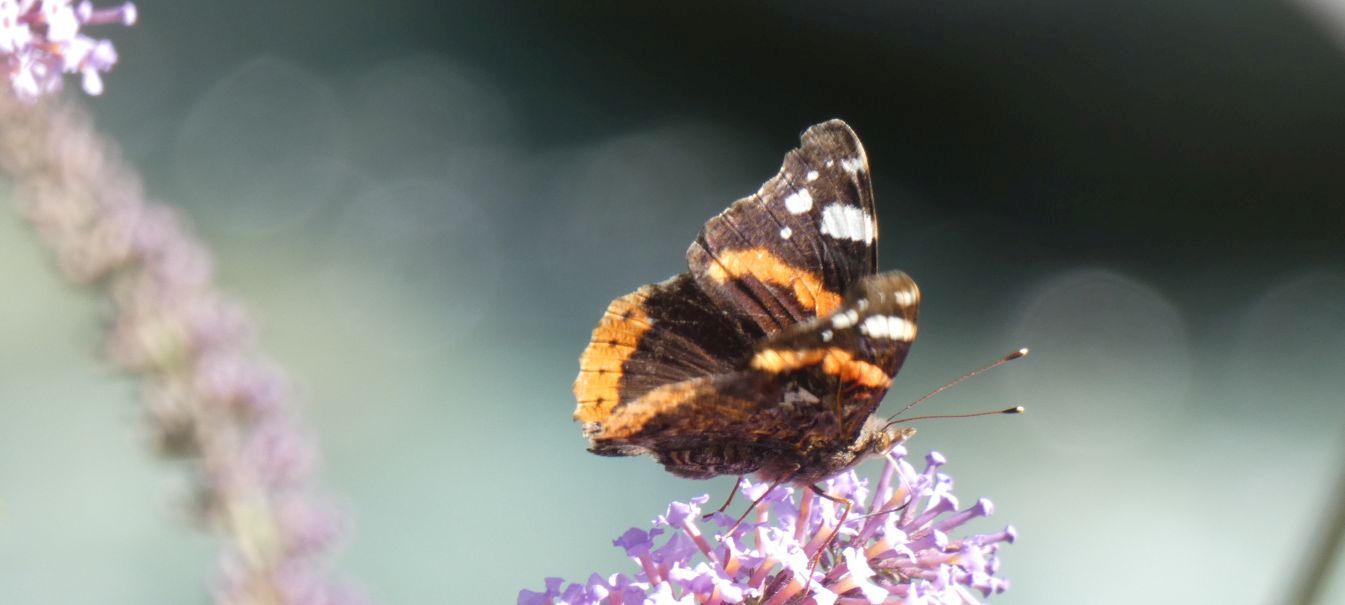 Vanessa atalanta (Nymphalidae)