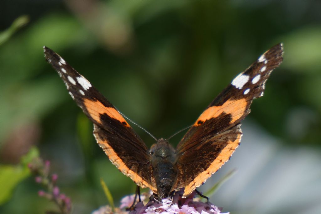 Vanessa atalanta (Nymphalidae)