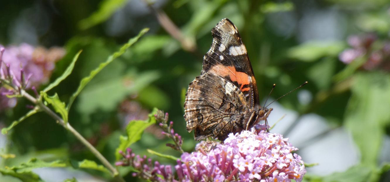 Vanessa atalanta (Nymphalidae)