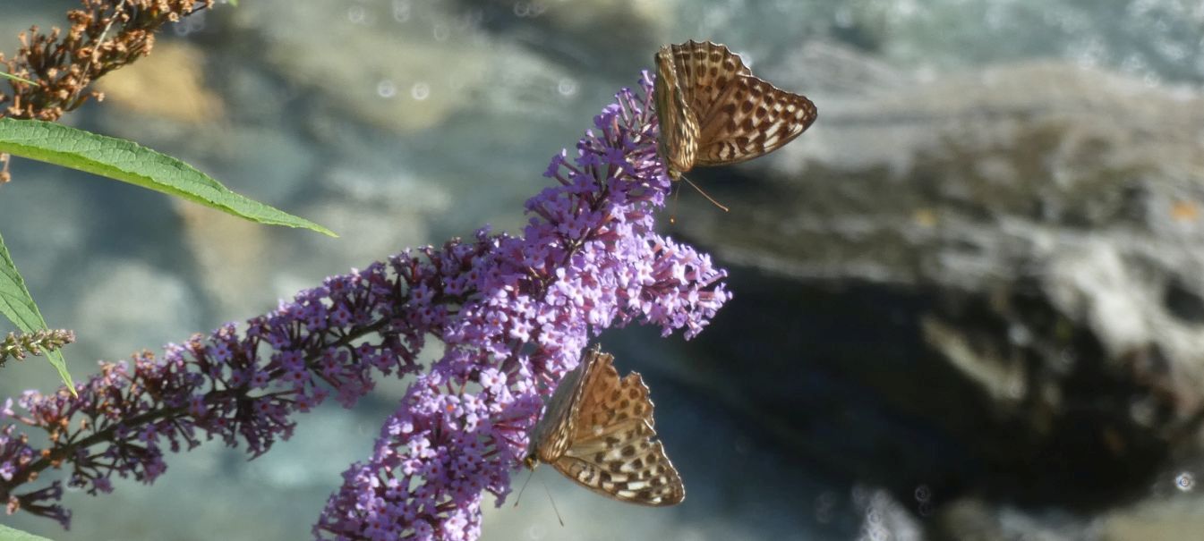 Argynnis paphia, femmina f. valesina (Nymphalidae)