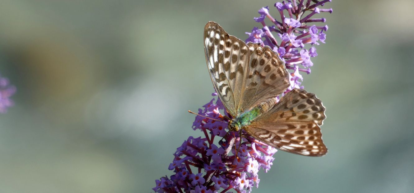 Argynnis paphia, femmina f. valesina (Nymphalidae)