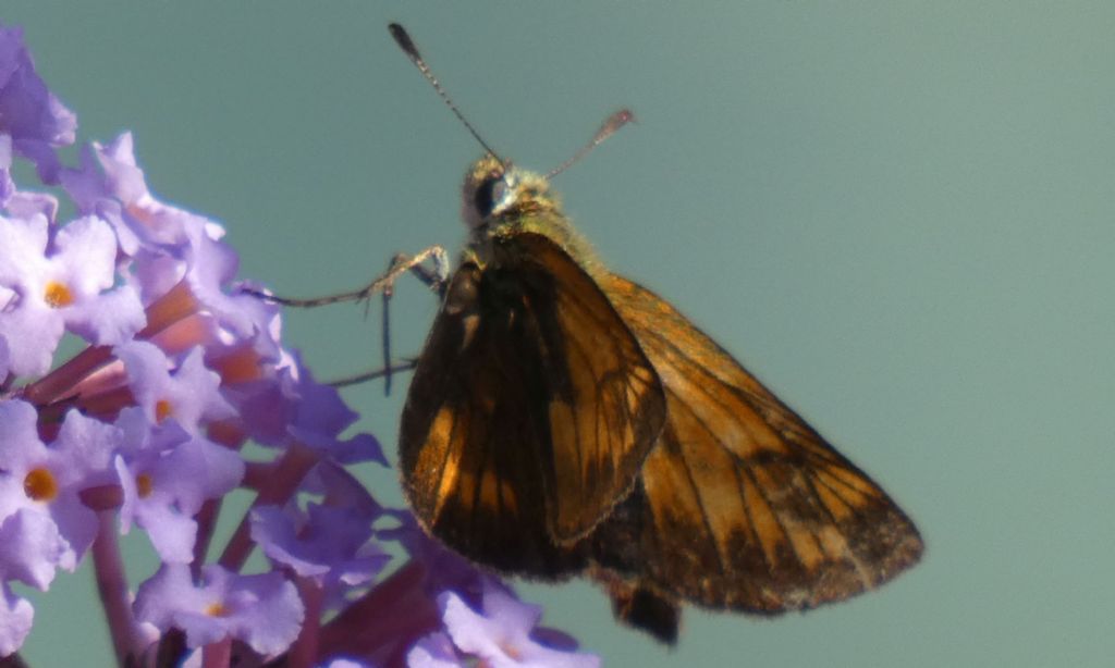 Ochlodes sylvanus - Hesperiidae