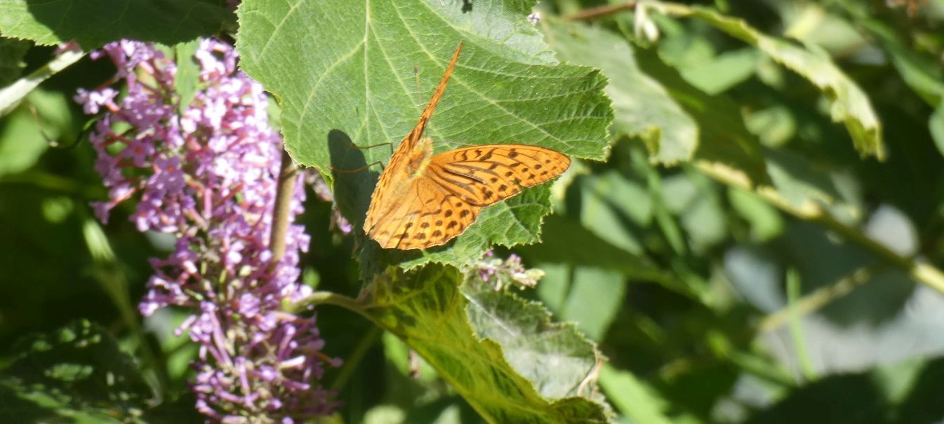 Argynnis paphia, maschio (Nymphalidae)