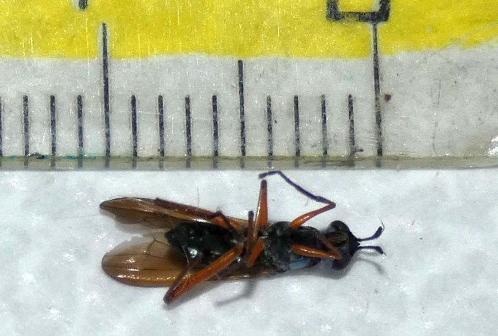 Sepedon sphegea (Sciomyzidae)