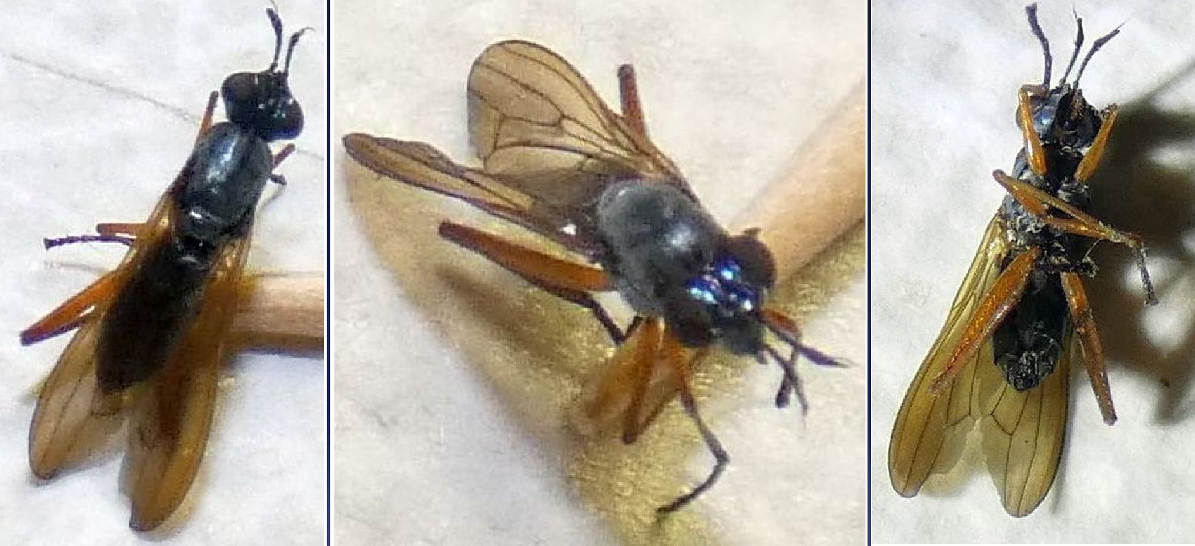 Sepedon sphegea (Sciomyzidae)