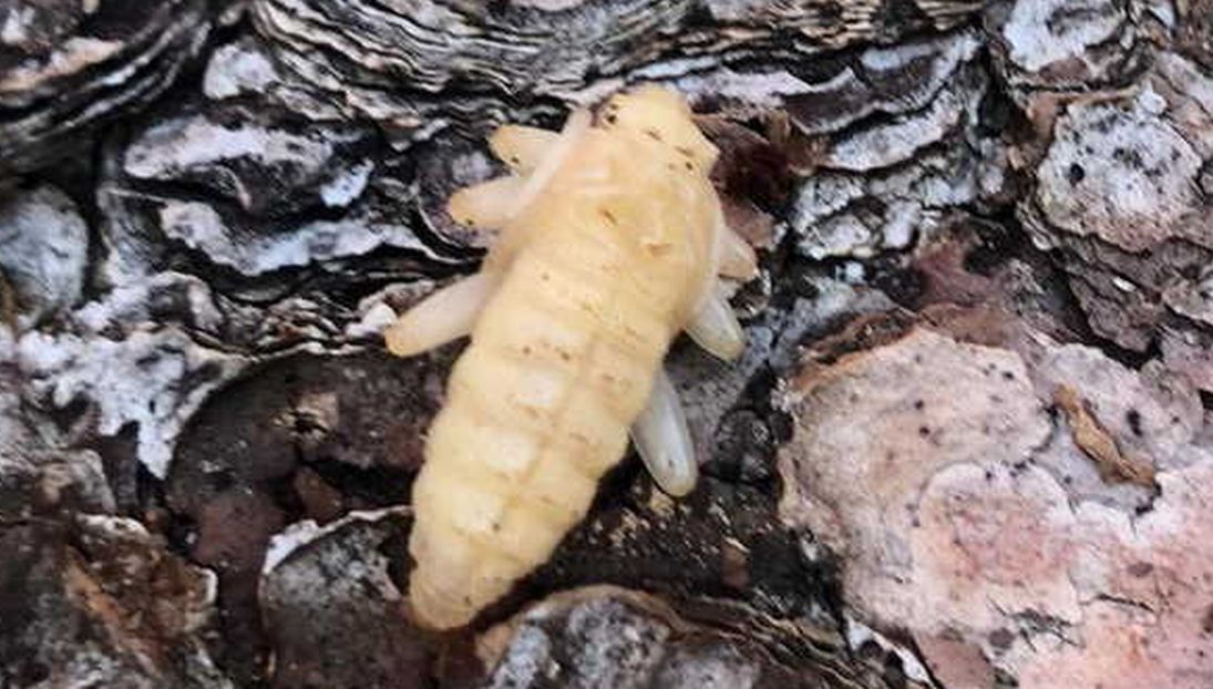 esuvia?  No, pupa di Cerambycidae da confermare