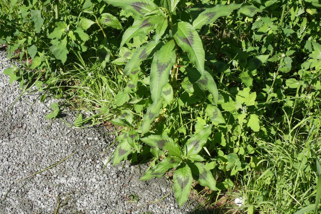 Due specie di Persicaria ? No, tutte Persicaria lapathifolia