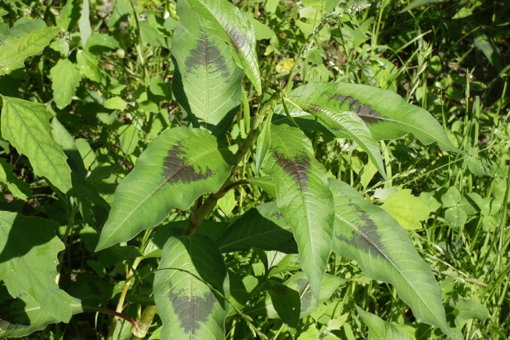 Due specie di Persicaria ? No, tutte Persicaria lapathifolia